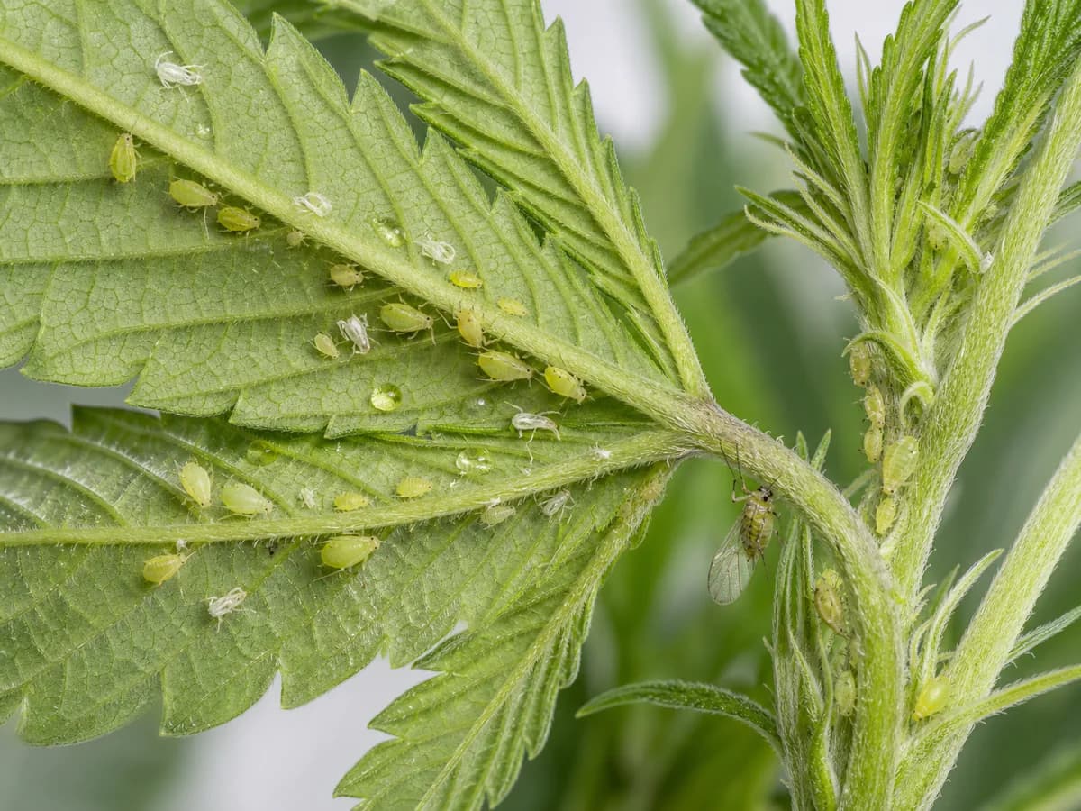 Kolonie hellgrüner Cannabisblattläuse, weiße Häutungsreste und Honigtautropfen an Blattadern und jungem Trieb