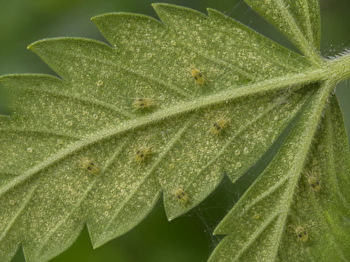 Vergrößerte Zweipunkt-Spinnmilben, Eier, feine Gespinste und helle Saugpunkte auf der Unterseite eines Cannabisblatts
