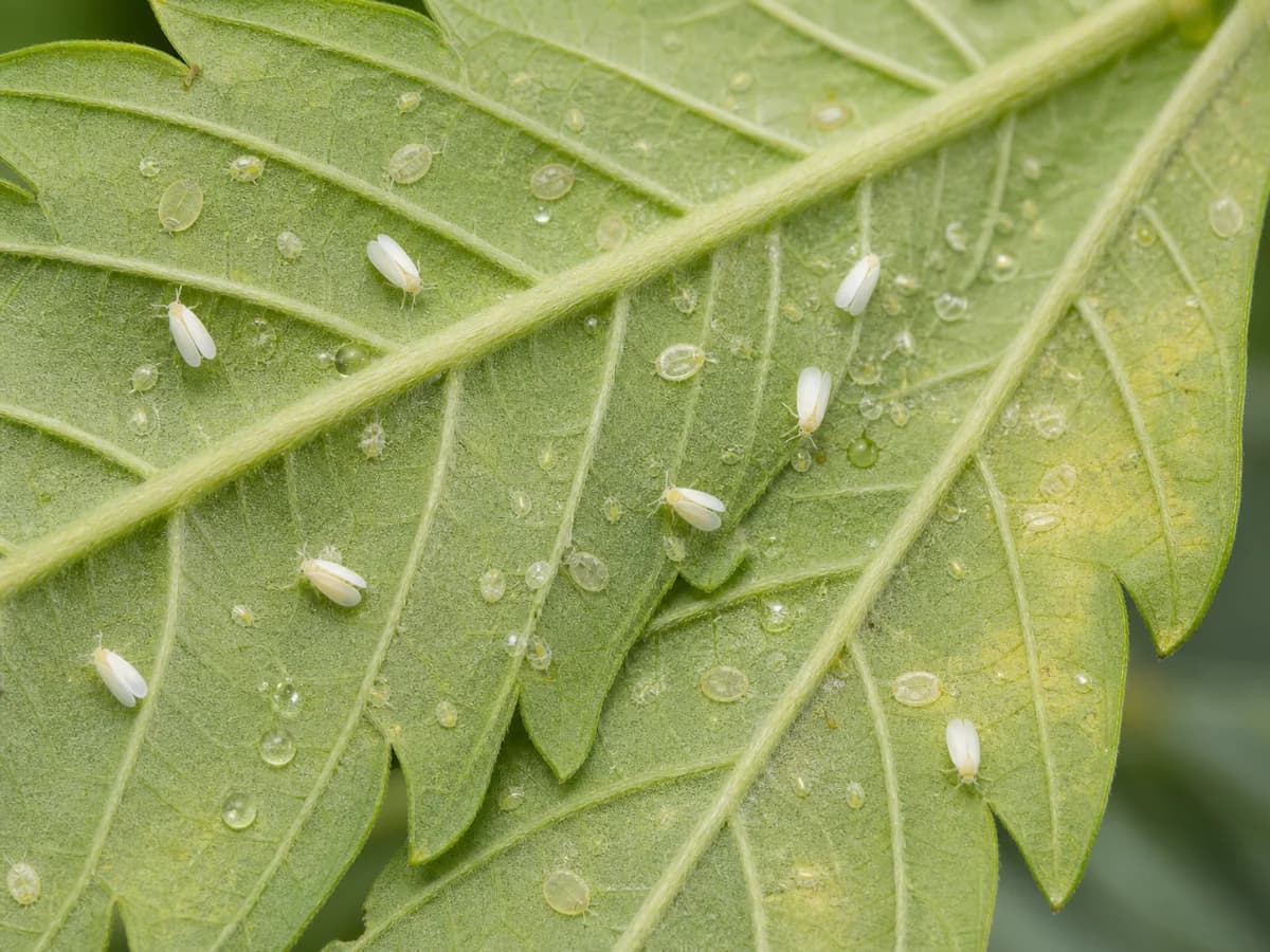 Weiße Fliegen, flache durchscheinende Nymphen und Honigtau auf der Unterseite eines Cannabisblatts